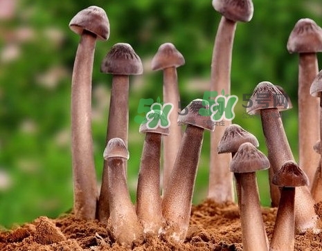 雞樅菌多少錢一斤？干雞樅菌多少錢一斤