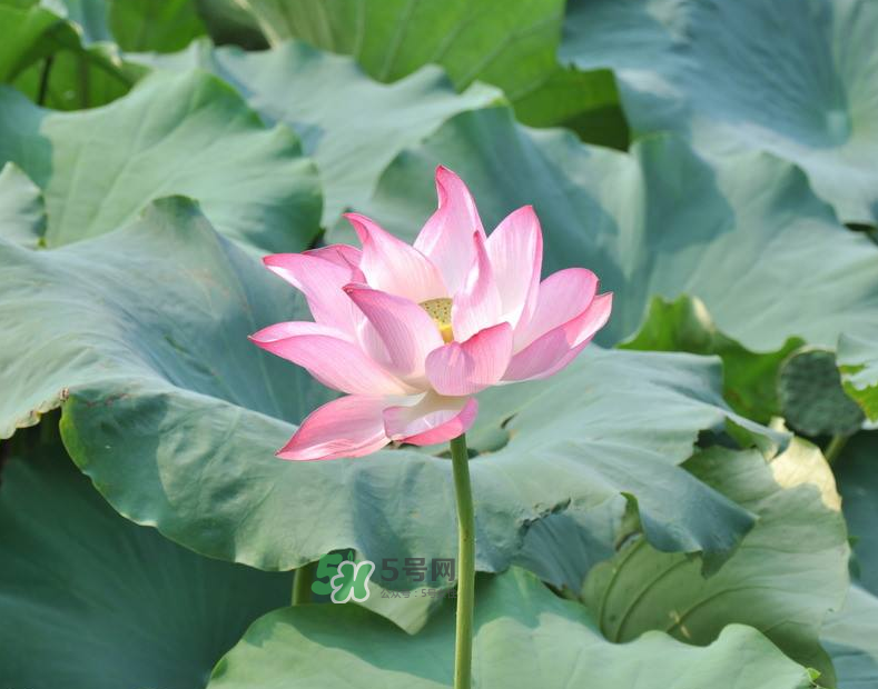 荷花桿可以吃嗎？荷花桿怎么吃？
