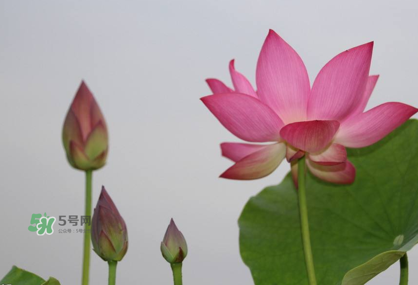 荷花桿可以吃嗎？荷花桿怎么吃？