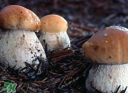 牛肝菌種類有哪些？牛肝菌與什么食物相克