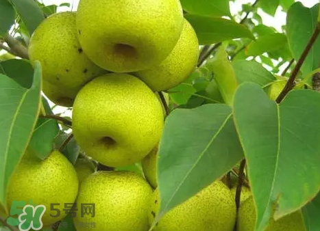 綠寶石梨多少錢一斤？綠寶石梨價(jià)格表