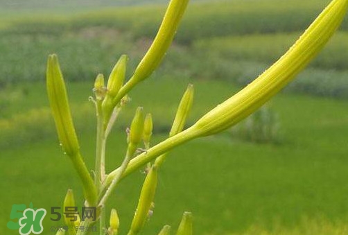 黃花菜是植物的什么部分？黃花菜要去芯嗎？