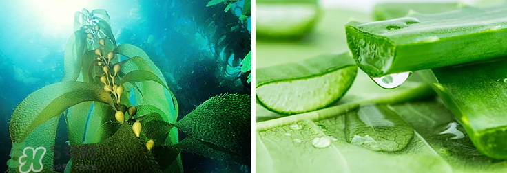 紀(jì)皙妍氣墊bb霜怎么樣？紀(jì)皙妍氣墊好不好用？