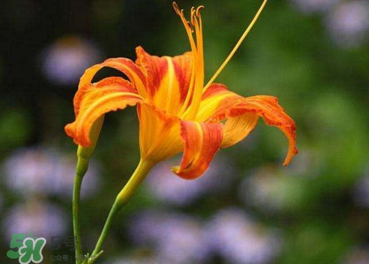 黃花菜開(kāi)花了還能吃嗎？開(kāi)花的黃花菜可以吃嗎