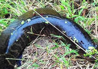 九月份可以釣黑魚嗎？9月份可以釣黑魚嗎？