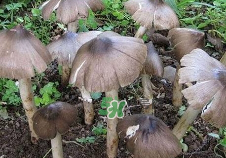 雞樅菌什么人不能吃？雞樅菌哪些人能吃