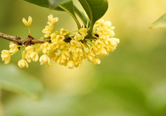 家里為什么不能種桂花？桂花為什么不能栽在家里