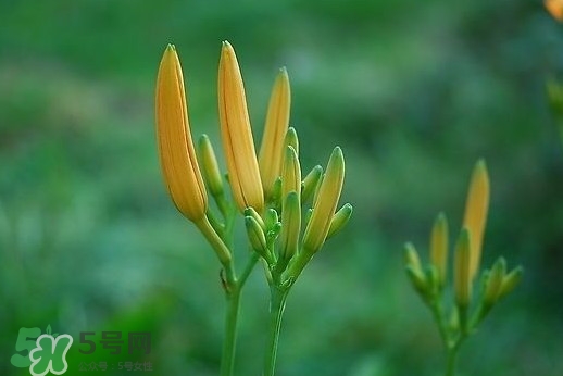 黃花菜什么時(shí)候種植？黃花菜什么時(shí)候采摘好