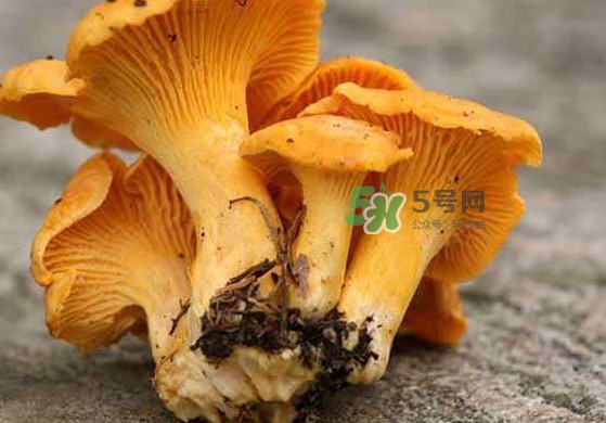 雞油菌孕婦能吃嗎？孕婦可以吃雞油菌嗎