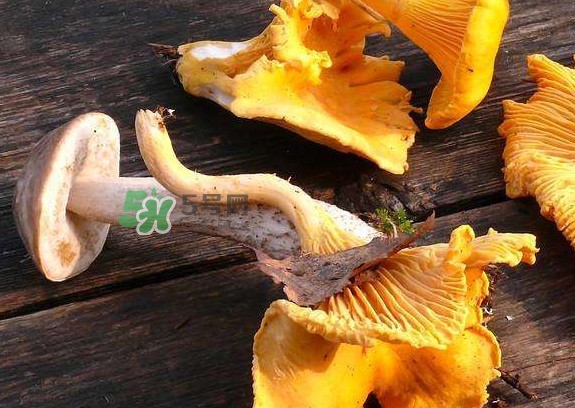 雞油菌是寒性的嗎？雞油菌是發(fā)物嗎