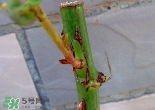 九月份能嫁接樹嗎？九月份怎么嫁接樹？