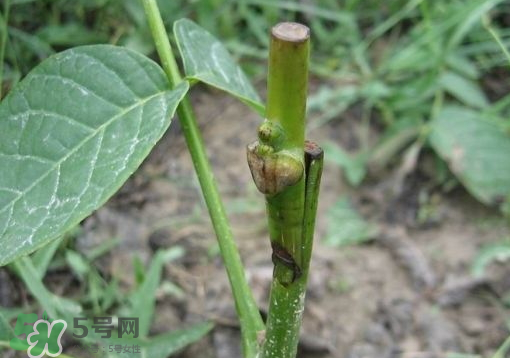 九月份能嫁接樹嗎？九月份怎么嫁接樹？