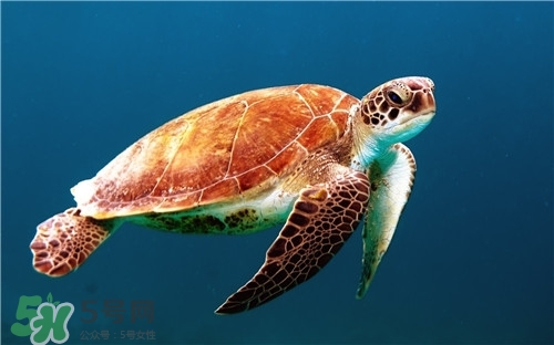 甲魚湯是涼性的嗎？甲魚湯的禁忌人群
