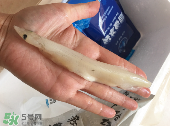 大銀魚多少錢一斤？大銀魚怎么洗？