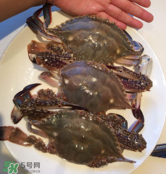 梭子蟹是海里的嗎？梭子蟹是螃蟹嗎？