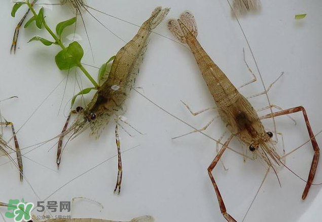 河蝦是發(fā)物嗎？河蝦是不是發(fā)物？