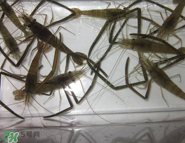 河蝦是發(fā)物嗎？河蝦是不是發(fā)物？