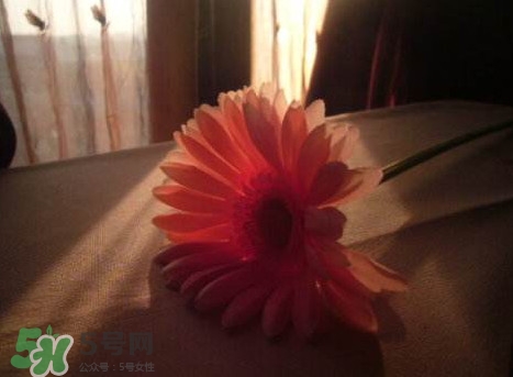 塑料花友誼是什么意思？塑料花友誼怎么來(lái)的