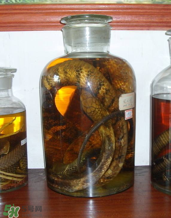 毒蛇泡酒多久才能喝？毒蛇泡酒多久才會死？