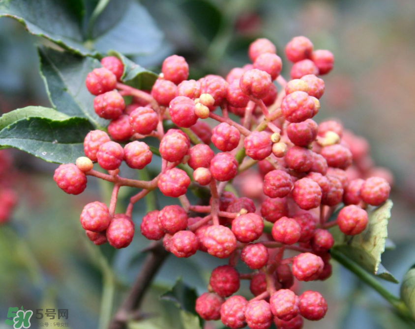 花椒泡腳能治白發(fā)嗎？花椒泡腳白發(fā)能轉(zhuǎn)黑嗎？