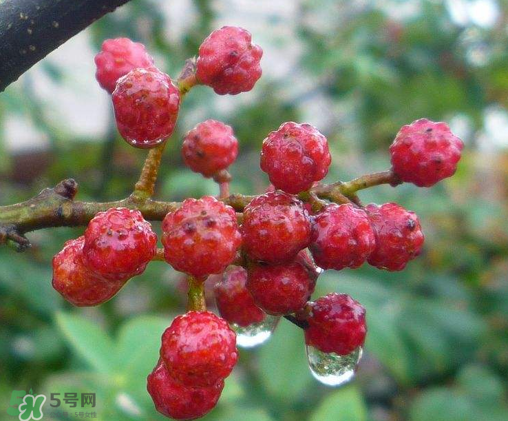 花椒泡腳能祛濕嗎？怎樣用花椒去濕去寒？