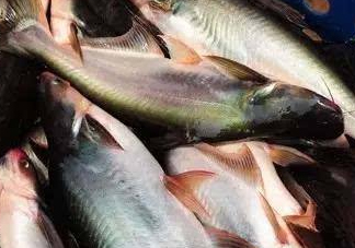 巴沙魚是什么魚？巴沙魚吃什么東西？