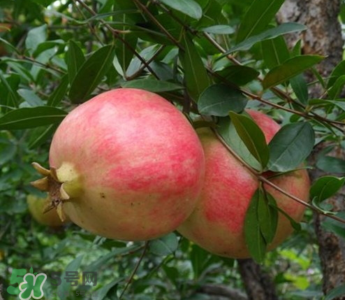 突尼斯石榴哪里產(chǎn)？突尼斯軟籽石榴產(chǎn)地