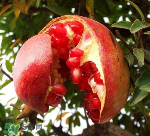 突尼斯石榴哪里產(chǎn)？突尼斯軟籽石榴產(chǎn)地