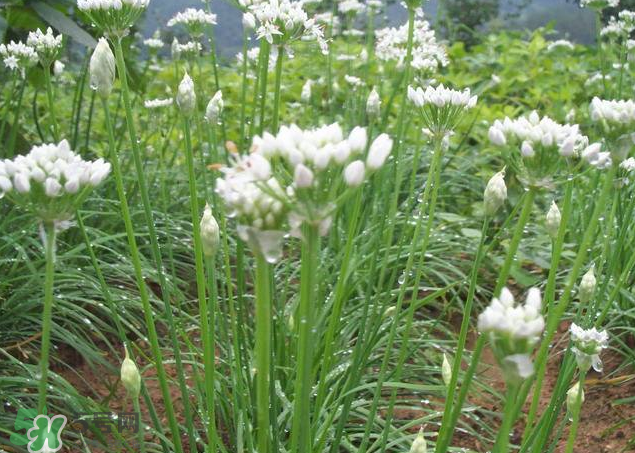 韭菜籽泡水喝有效果嗎？韭菜籽能直接泡水喝嗎？