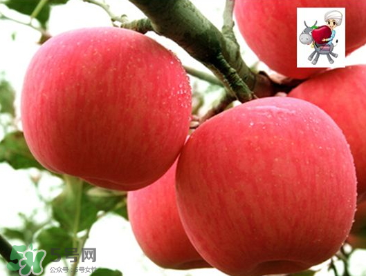 阿克蘇蘋果什么時(shí)候上市？阿克蘇蘋果幾月上市？