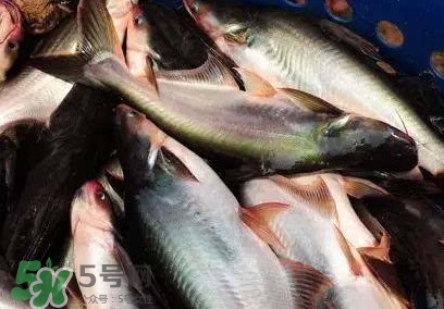 巴沙魚是淡水魚還是海魚？巴沙魚為什么沒有刺