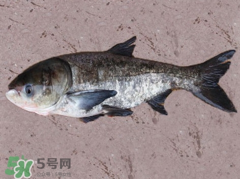花鰱魚是海鮮嗎？花鰱魚是淡水魚嗎