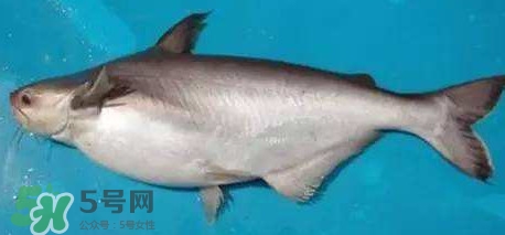 巴沙魚是淡水魚還是海魚？巴沙魚為什么沒有刺
