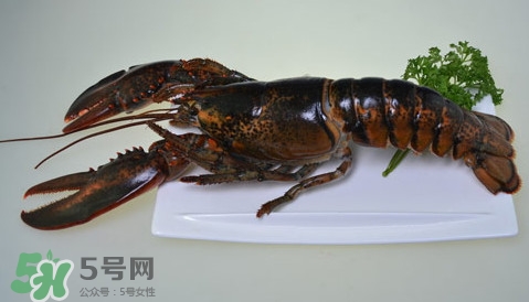 波士頓龍蝦頭能吃嗎？波士頓龍蝦哪里不能吃