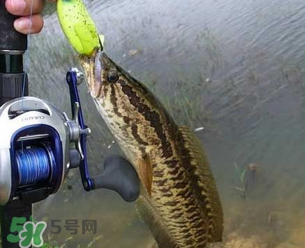 黑魚厲害還是鯰魚厲害？黑魚是世界上最臟的魚