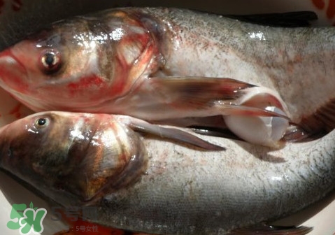花鰱魚是海鮮嗎？花鰱魚是淡水魚嗎
