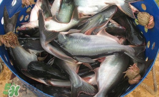 巴沙魚是什么魚？巴沙魚吃什么東西？