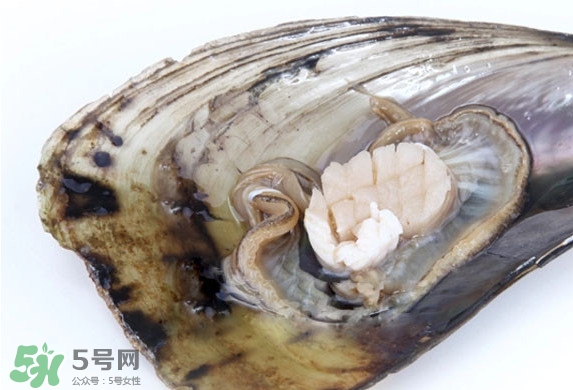 帶子是扇貝嗎？帶子和扇貝哪個好吃