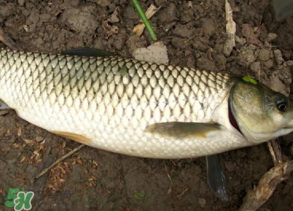 黑魚(yú)和草魚(yú)哪個(gè)好吃？黑魚(yú)不適合什么人吃