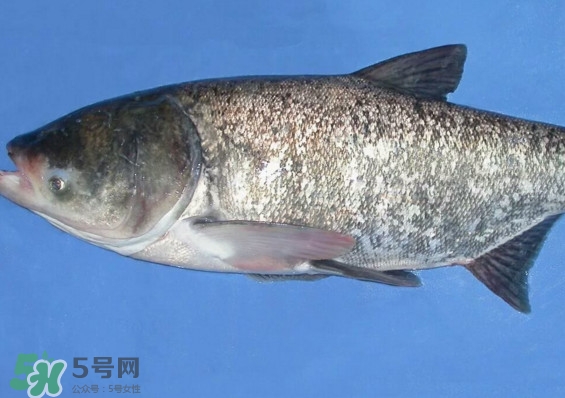 花鰱魚是海鮮嗎？花鰱魚是淡水魚嗎