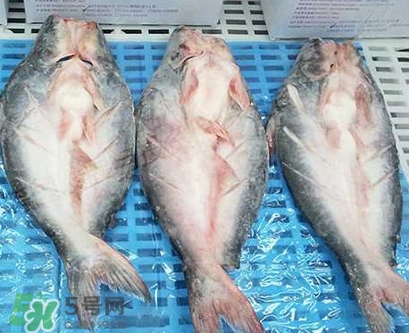 巴沙魚是什么魚？巴沙魚吃什么東西？
