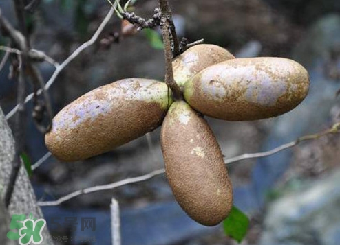 八月瓜怎么吃？八月瓜好吃嗎
