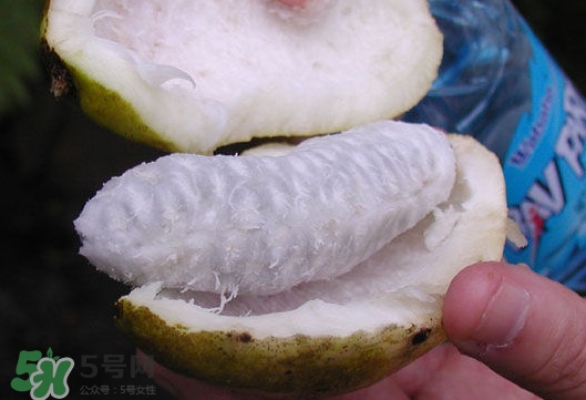 八月炸是什么水果？八月炸果多少錢一斤2017