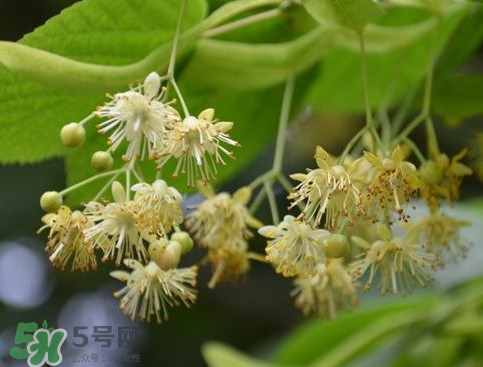 椴樹蜜有什么氣味？椴樹蜜結(jié)晶看到糖怎么回事