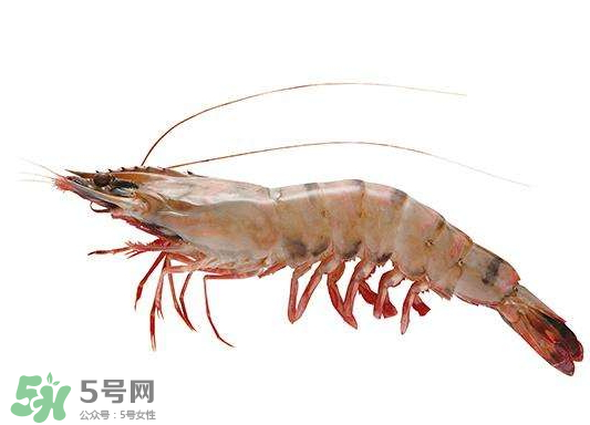 明蝦是海蝦還是河蝦？明蝦是什么蝦？