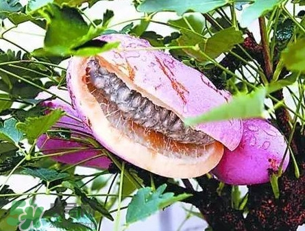 八月瓜適合哪里種植？八月瓜的種植技術(shù)