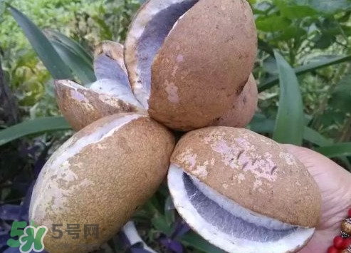 八月瓜什么時候成熟？八月瓜什么時候種植