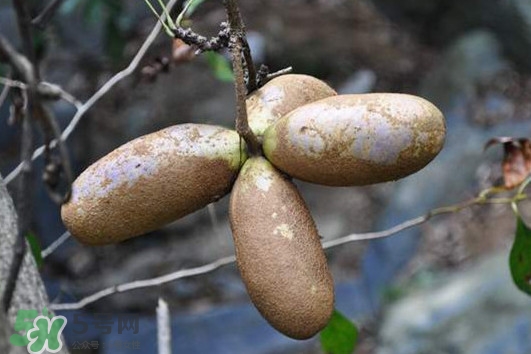預(yù)知子怎么吃？預(yù)知子作用和功效是什么