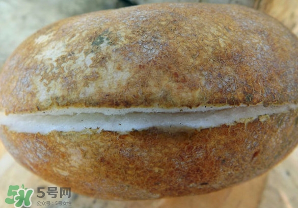 預(yù)知子果為什么種的人少？預(yù)知子和八月扎有區(qū)別嗎