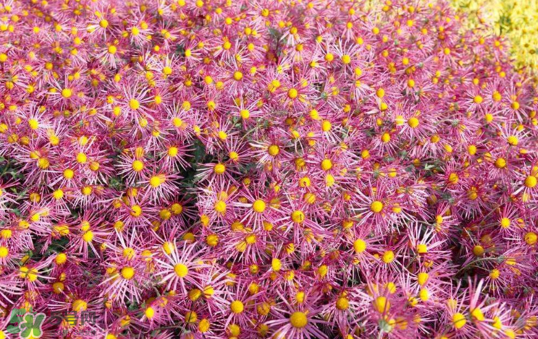 秋天開花嗎？秋天的花有哪些？